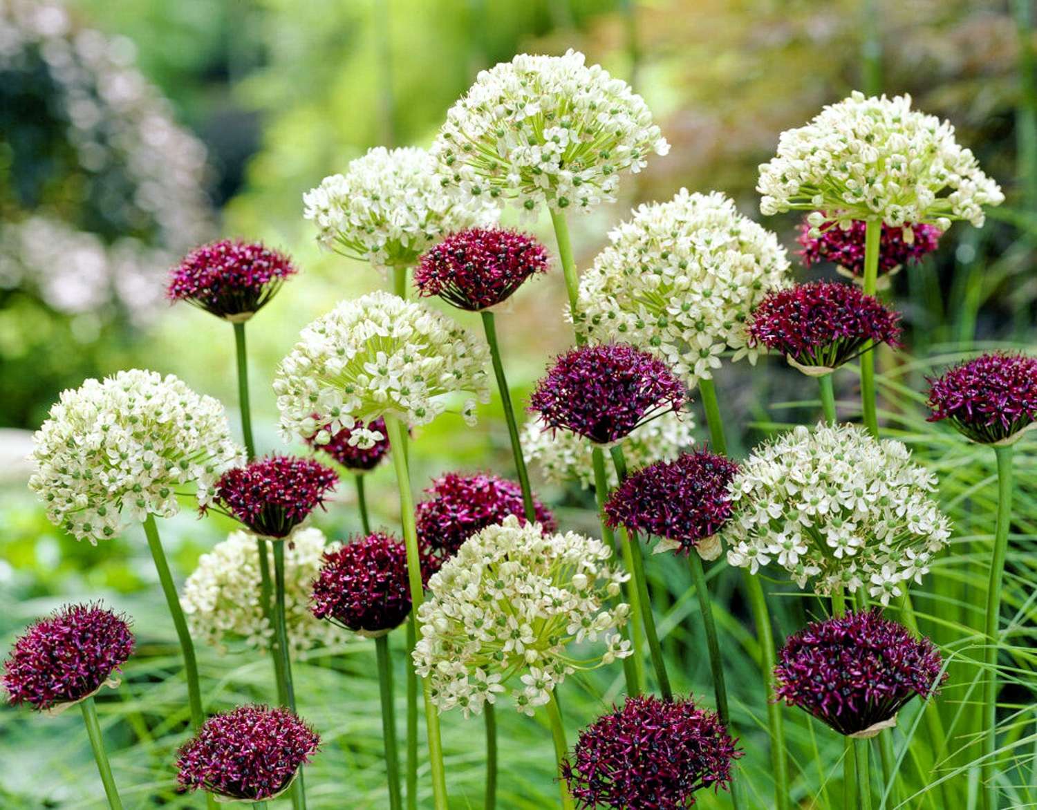 Mélange d'Allium 'Day & Night'